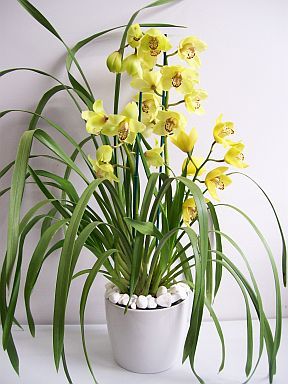 Envio y venta de flores ,rosas, plantas,arreglos florales ,regalos y desayunos a domicilio con delivery gratis en la Ciudad Autonoma de Buenos Aires y con costo de envo en localidades del Gran Buenos Aires asi como delivery de flores y plantas a travs de florerias asociadas en todas las provincias de la Argentina, Buenos Aires, la Pampa, Tucuman, La Rioja, Ro Negro, Entre Rios, Corrientes, Misiones, Neuquen, Chubut, Tierra del Fuego, Santa Cruz, San Luis, Mendoza, Cordoba, Jujuy, Formosa, Santiago del Estero, Salta, Chaco, Catamarca ,San Juan, y ademas realizamos el delivery de flores ,coronas,palmas , plantas y regalos a todas las ciudades de Argentina, Mar del Plata, Crdoba, Buenos Aires, con cargo en Santa Rosa, La Plata, Bella Vista, Neuquen, Pilar, Paran, Posadas, Resistencia, Cipolleti y mas de 300 ciudades y localidades en todo el territorio de nuestro pas, asi como tambien tenemos la posibilidad de enviar flores a casi todo el mundo en cuestion de horas
